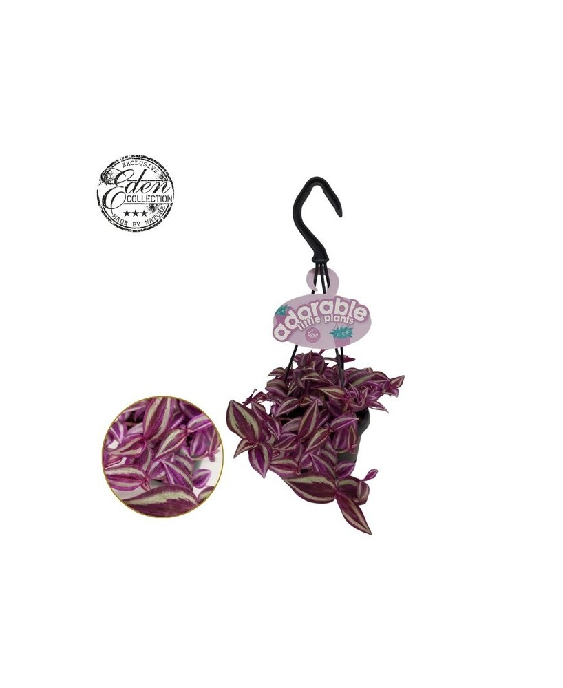 Tradescantia Fluminensis Pink Paradise M10.5 planta colgante fácil cuidado follaje rosa y verde

