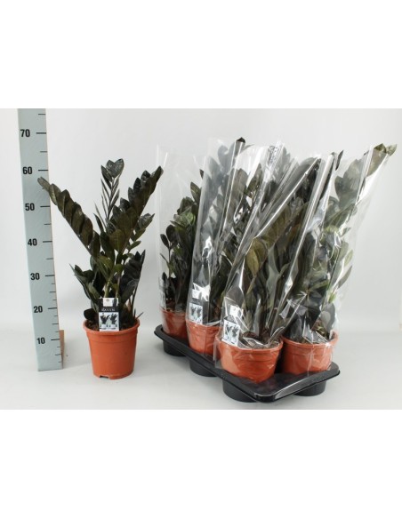 Zamioculcas Zamilfolia Raven M17 planta de interior hojas oscuras fácil cuidado