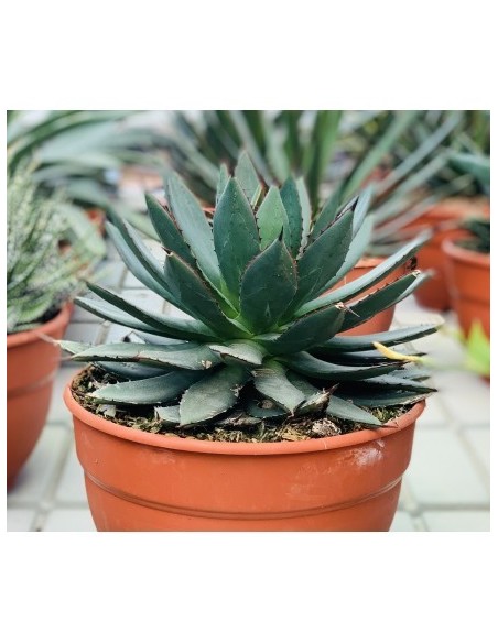 AGAVE T20