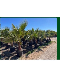 WASHINGTONIA ROBUSTA 55L