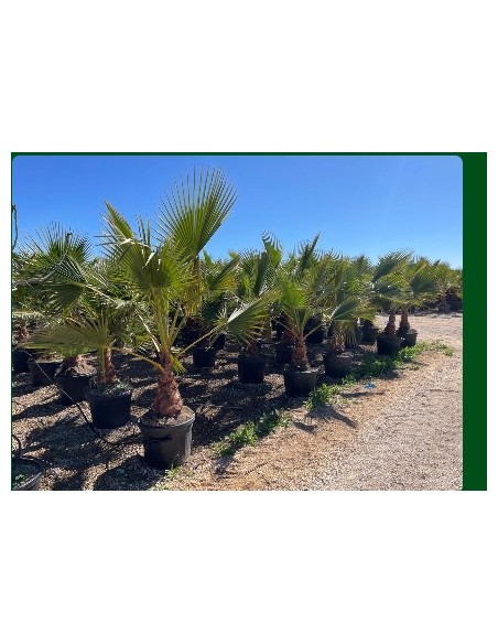 WASHINGTONIA ROBUSTA 55L