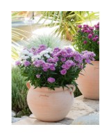 BOL CON ASAS 33X32CM