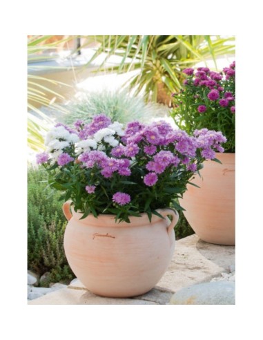 Bol con Asas 24x22 cm  Macetero Decorativo y Multifuncional para Interior y Exterior | Endanea Garden

