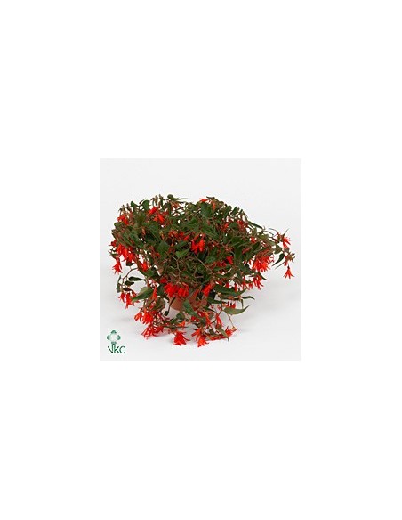 BEGONIA TUBER BONFIRE
