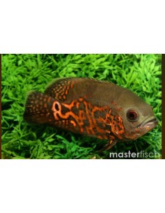 ASTRONOTUS OCELLATUS OSCAR TIGRE 6-7CM