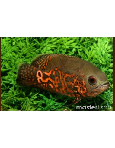 ASTRONOTUS OCELLATUS OSCAR TIGRE 6-7CM