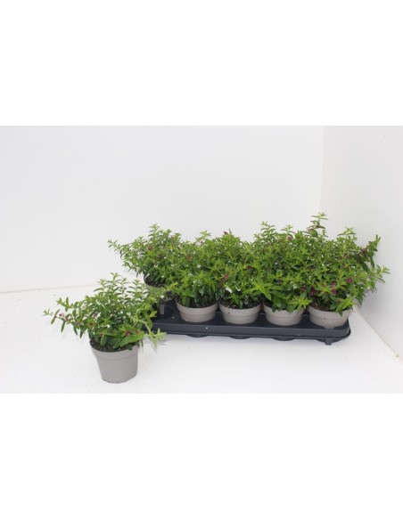 CUPHEA HYSSOPIFOLIA BICOLOR M12