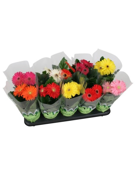 Gerbera 2+ M12 planta ornamental flores grandes coloridas fácil mantenimiento