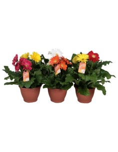 GERBERA CARNAVAL M17