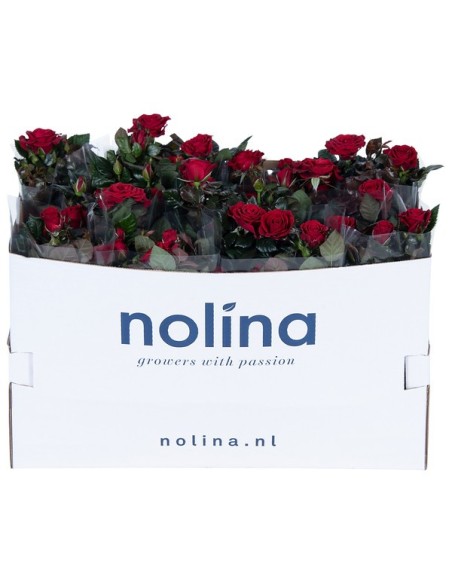 Rosa Patiohit Red M13 planta ornamental con flores rojas vibrantes para jardines y terrazas