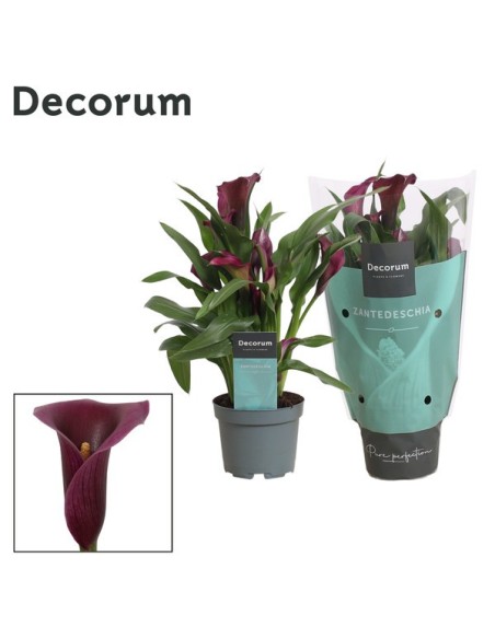 ZANTEDESCHIA MORADA/ROJA M10.5