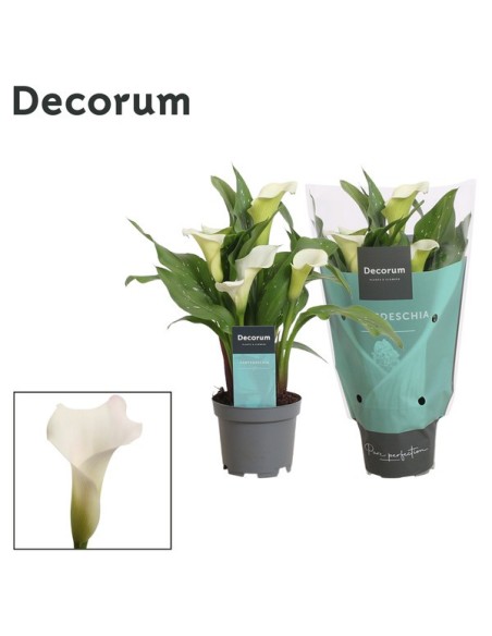 ZANTEDESCHIA BLANCA M10.5