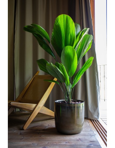 Maceta Jupiter 20cm Verde Gris  Moderna, resistente y decorativa

