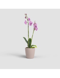 Maceta Thalia Orquídea 14 cm Rosa | Maceta Moderna para Orquídeas y Plantas Medianas

 2