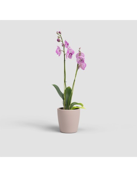 Maceta Thalia Orquídea 14 cm Rosa | Maceta Moderna para Orquídeas y Plantas Medianas

