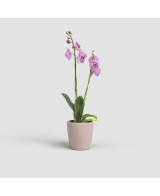 Maceta Thalia Orquídea 14 cm Rosa | Maceta Moderna para Orquídeas y Plantas Medianas

