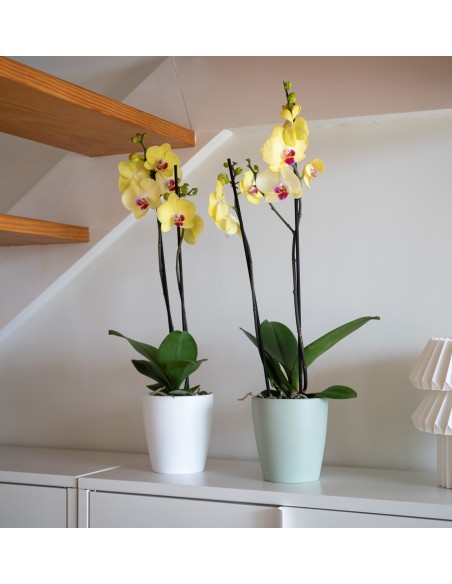 Maceta Thalia Orquídea 14 cm Verde | Maceta para Orquídeas con Drenaje Eficiente

