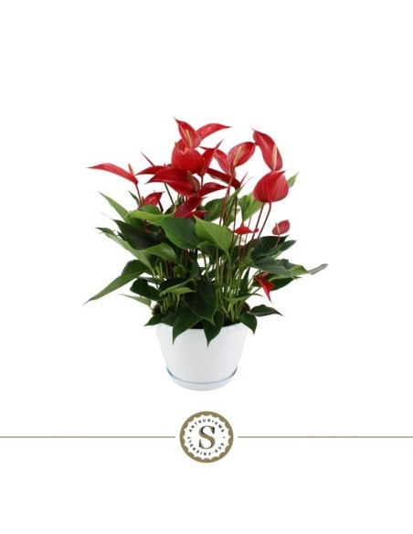 Anthurium Andr Champion Rojo M17  Planta de interior elegante con flores rojas


