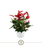 Anthurium Andr Champion Rojo M17  Planta de interior elegante con flores rojas

