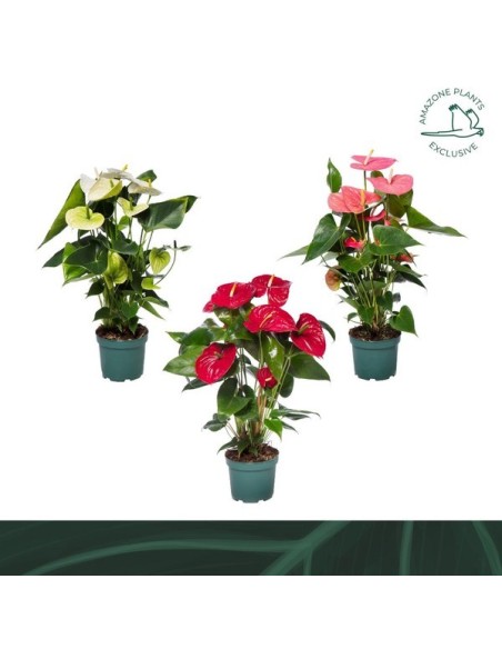 Anthurium Mix M6 - Planta de interior con flores coloridas y purificadora de aire

