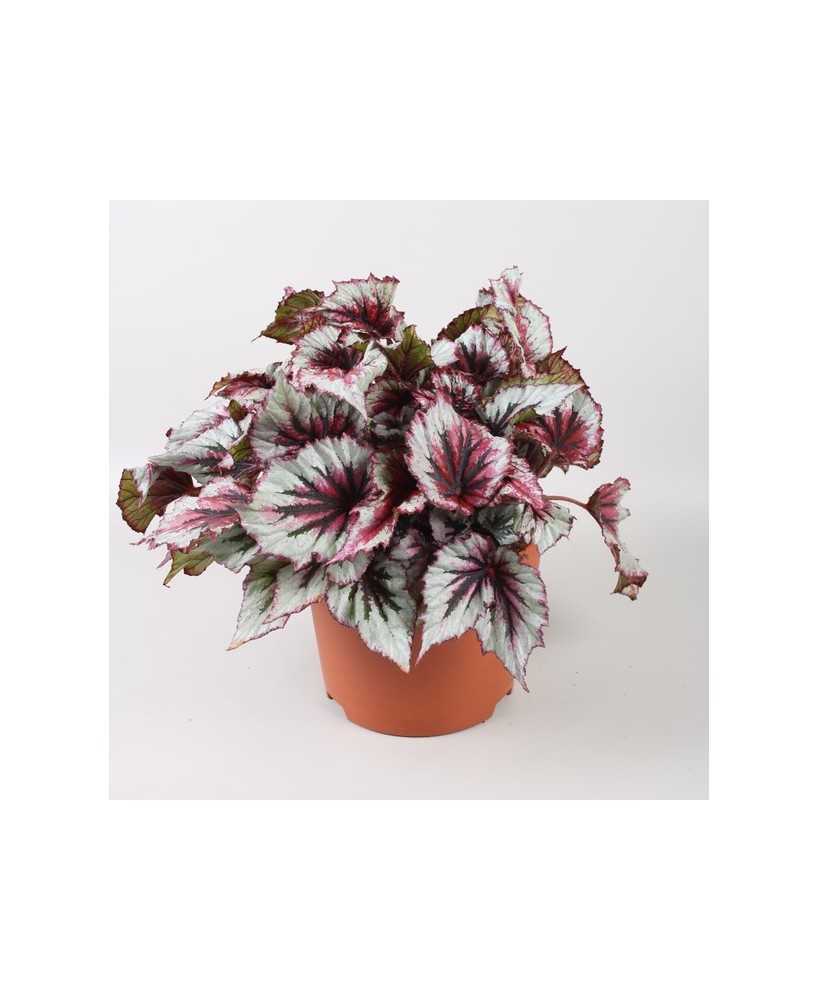Begonia Foliage B Evening Glow M17 planta de interior con follaje vibrante y fácil cuidado

