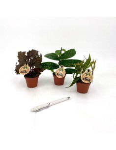 Begonia Rex Wings Mix M6  Planta de Interior con Follaje Colorido y Elegante

