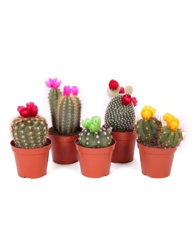 Cactus Crasula Mix  Plantas Resistentes y Decorativas | Endanea Garden

