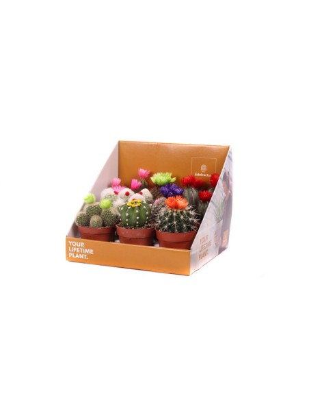 Cactus Mix Decorated + Dry Flower Box  Decoración Natural y Fácil Cuidado | Endanea Garden