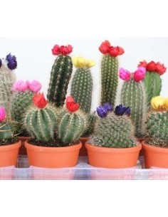 Cactus Mix Decorated + Flores Secas en Maceta de Terracota M9.5  Decoración Natural y Fácil de Cuidar para Hogar y Oficina

