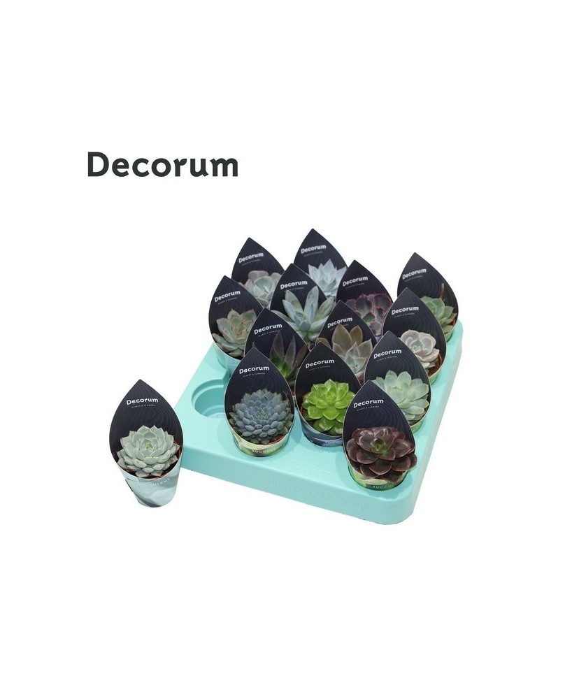 Echeveria Mix Potcover Decorum M5.5 | Suculentas Decorativas de Bajo Mantenimiento  Endanea Garden

