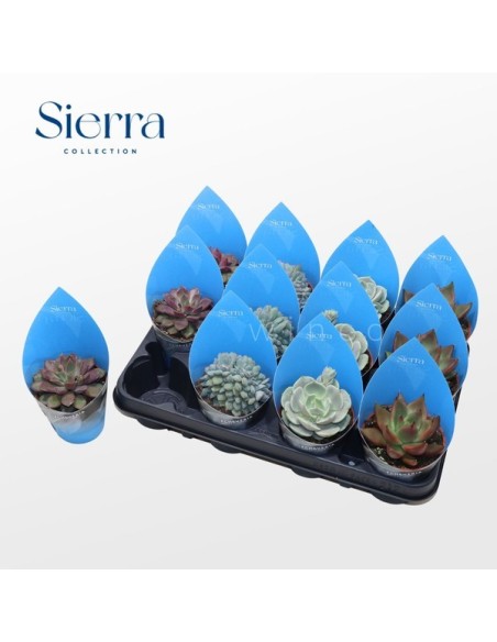 Echeveria Mix Potcover Sierra M8.5 | Suculentas Decorativas Fácil Cuidado  Endanea Garden