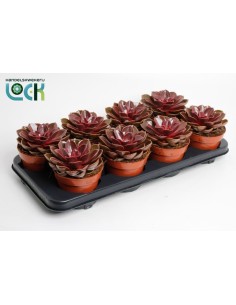 Lithops SP Mix  Suculentas Piedras Vivas en Maceta Compacta | Endanea Garden

