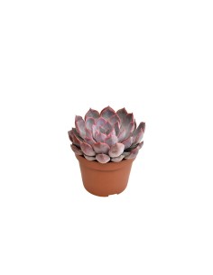 Echeveria Summer Premium M10.5  Suculenta ornamental fácil de cuidar | Endanea Garden

