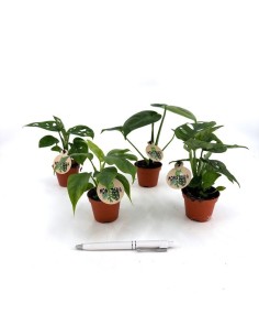 Monstera Mix M6  Planta de Interior Exótica y Purificadora | Endanea Garden