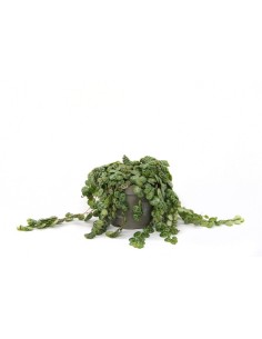 Peperomia Prostrata M12 | String of Turtles Planta Colgante para Interiores