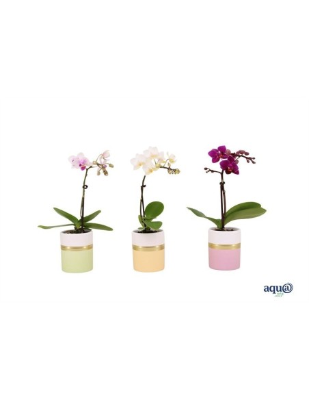 Phalaenopsis Mini Tiny Dolls Aqua Horizon M6 | Orquídea Miniatura Fácil de Cuidar y Elegante

