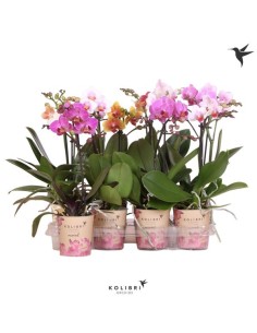 Phalaenopsis Multi Kolibri 1T M9  Orquídea de interior compacta y vibrante

