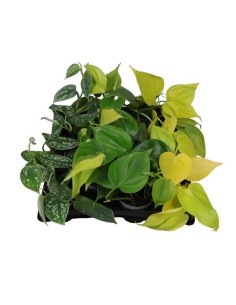 Philodendron Hanging Mix M6 en Endanea Garden  Planta colgante decorativa, resistente y fácil de cuidar para interiores y espa