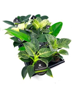Philodendron Imperial Green Red M12 | Planta Interior Fácil Cuidado y Decorativa - Endanea Garden