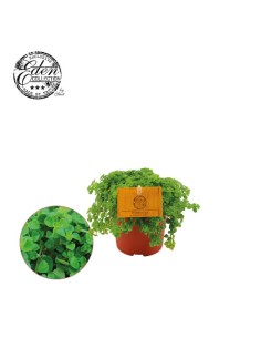 Pilea Depressa Planta de Interior Compacta | Fácil Cuidado y Purificadora - Endanea Garden