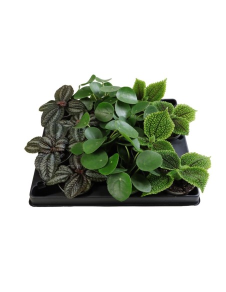 Pilea Mix M6 plantas de interior fáciles de cuidar variedad decorativa en Endanea Garden