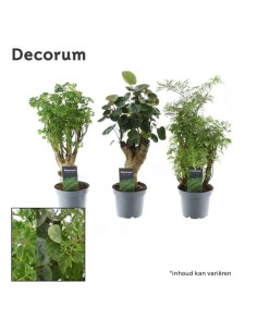 Polyscias Mix M6 Planta Ornamental Follaje Variado para Interiores y Exteriores