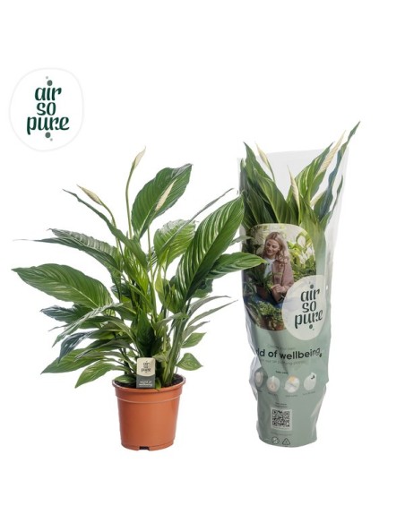 SPATHIPHYLLUM VIVALDI BLANCO M17