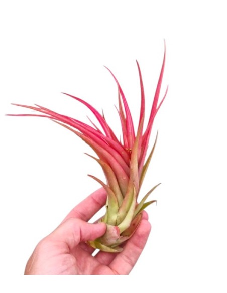 Tillandsia Lonantha Red XL M20  Planta Aérea Roja de Gran Tamaño | Endanea Garden