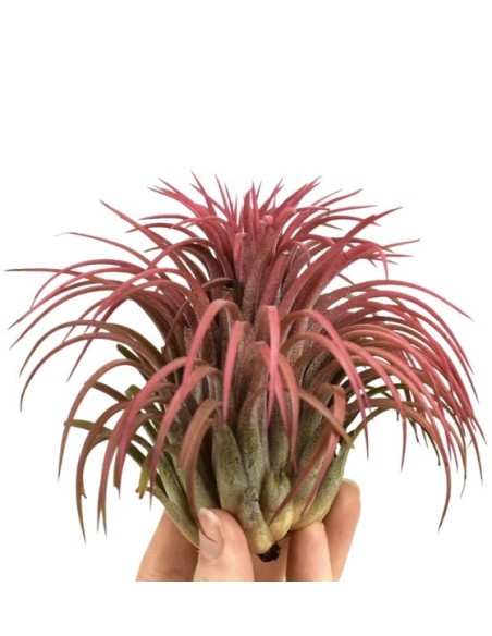 Tillandsia Lonantha Red XXXL M10  Planta Aérea Roja de Gran Tamaño | Endanea Garden