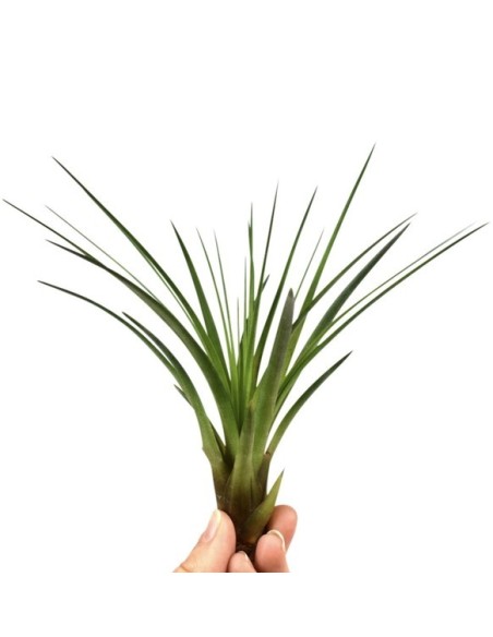 Tillandsia Melanocrater Red M10  Planta Aérea Roja de Bajo Mantenimiento