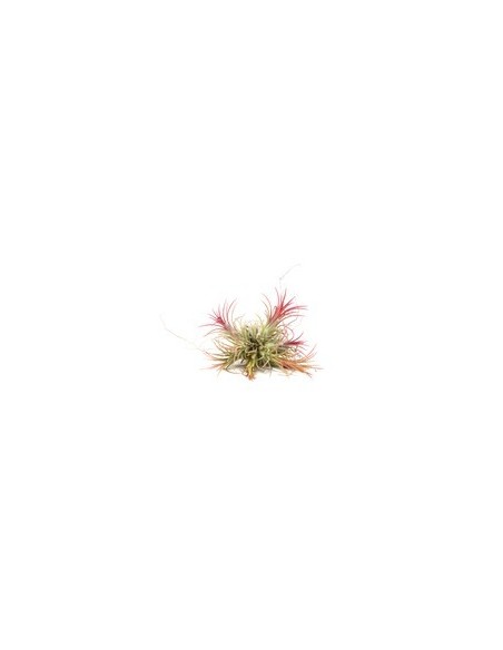 Tillandsia Schiediana Ball  Planta Aérea Verde Plateada para Decoración Minimalista