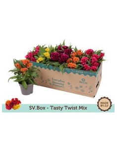 CELOSIA MIX