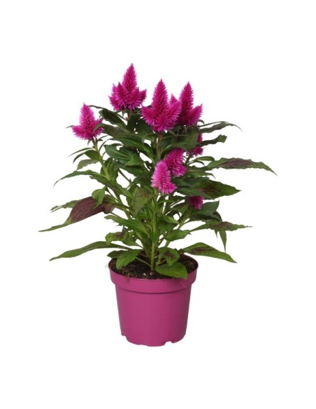 CELOSIA DEEP PURPLE OSCURO LILA M19