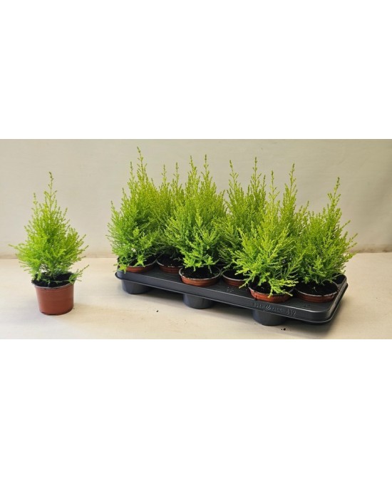 Cupressus Macrocarpa Goldcrest Wilma M10 | Ciprés Limón Compacto para Interior y Exterior

